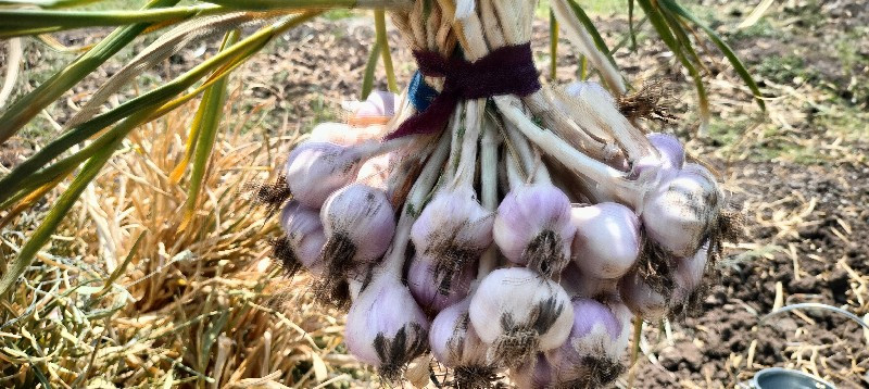 દેશી લાલ લસન વેસવાનુ