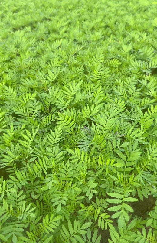 ફુલ ના રોપ ગોટા , ગોટી