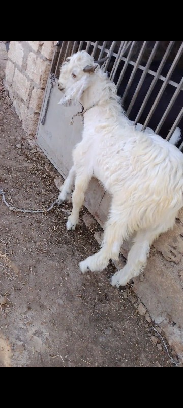 થંબનેલ 2