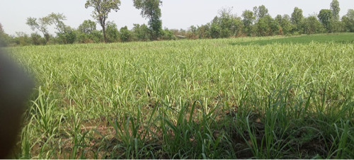 ખેતીલાયક જમીન