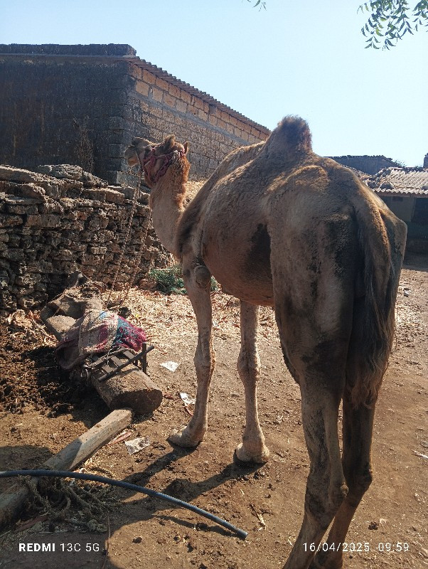 थंबनेल 2