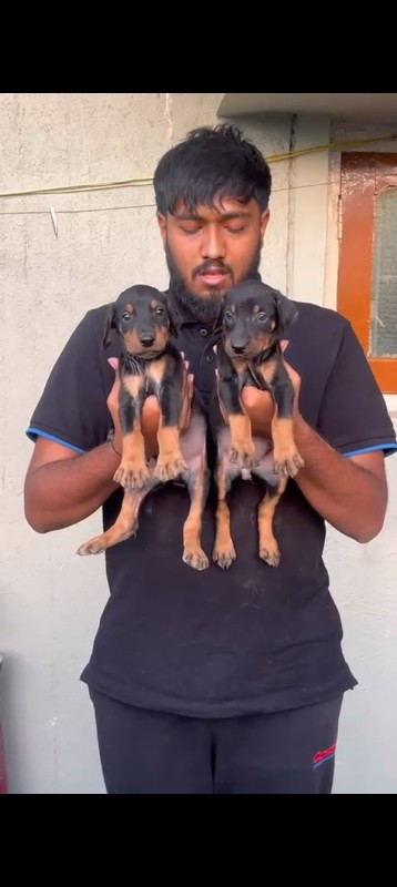 થંબનેલ 3