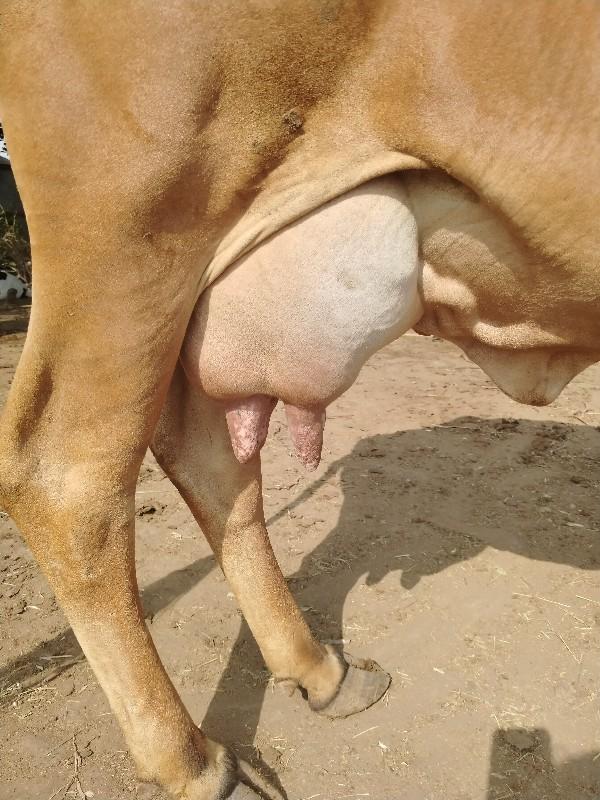 थंबनेल 2