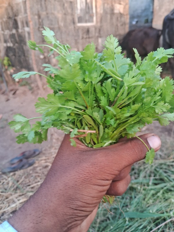 lila dha na vesvana se