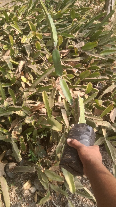 થંબનેલ 3