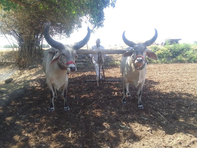 ઘોડલા વેચવાના