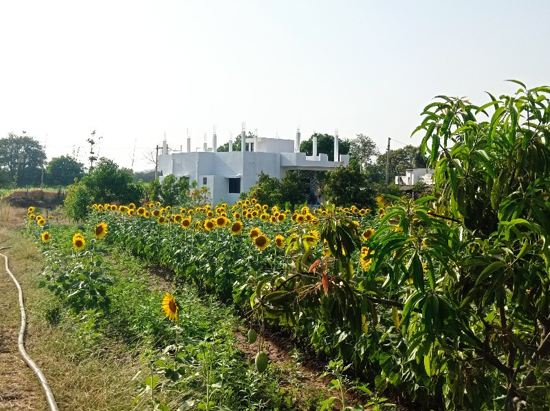 ખેતીલાયક જમીન અને ઘર