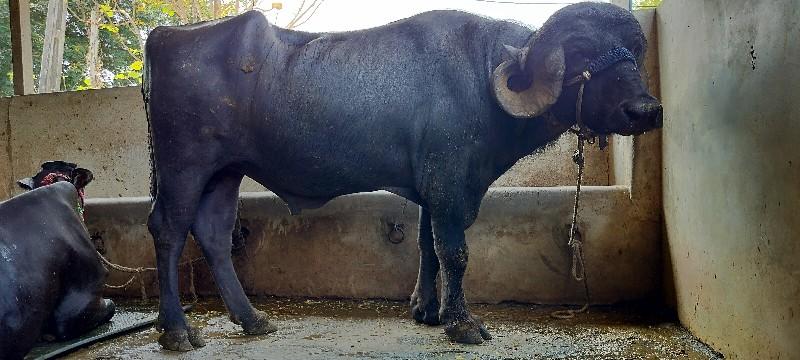 થંબનેલ 2