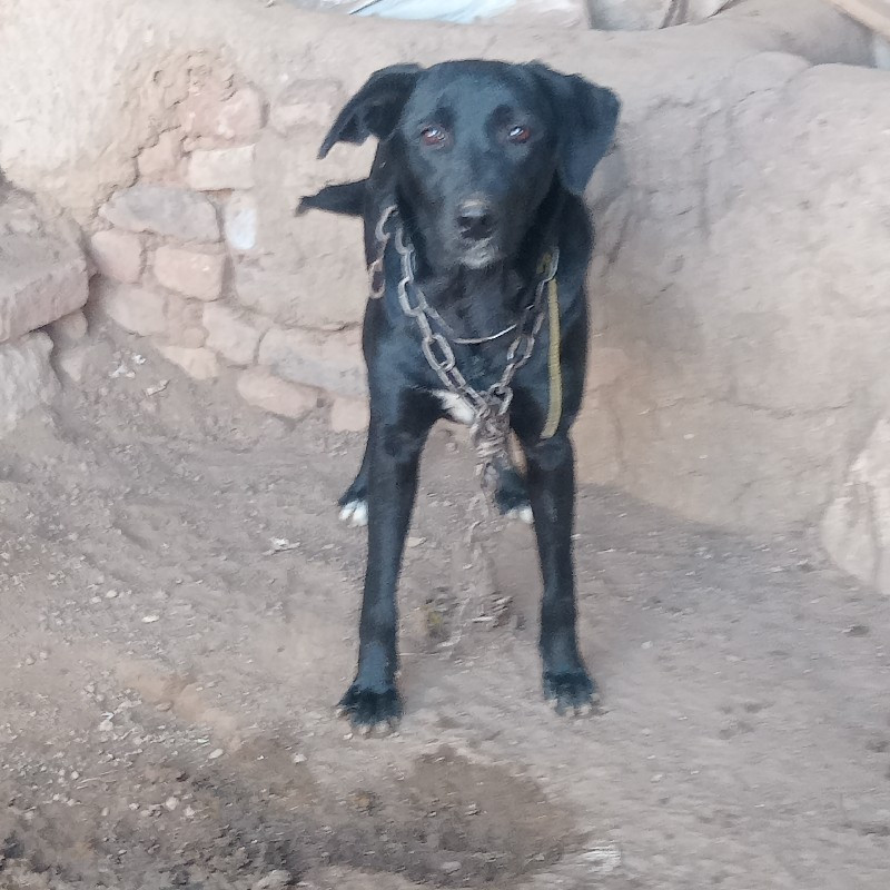 mix lebra female 9 mahina ni