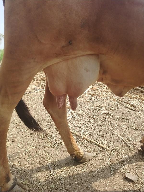 थंबनेल 4