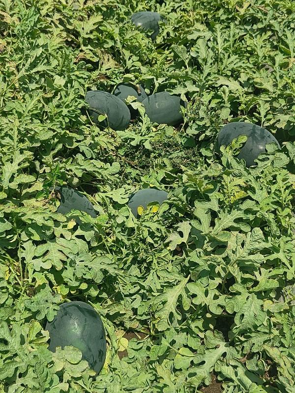 તરબુસ દેવાના છે 80 ટન