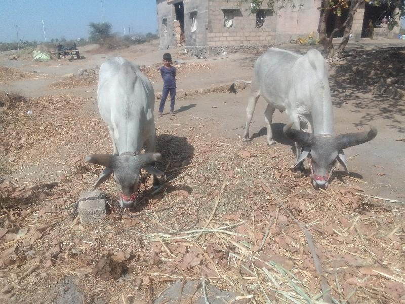 થંબનેલ 3