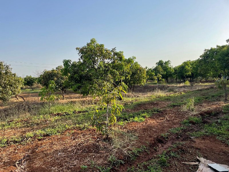 ચાલુ ખેતી આંબાવાડી ખેતી વેચવાની છે