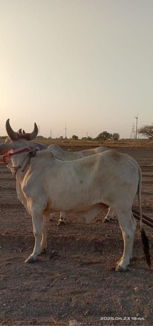 ગોઢલા વેચવાના છે