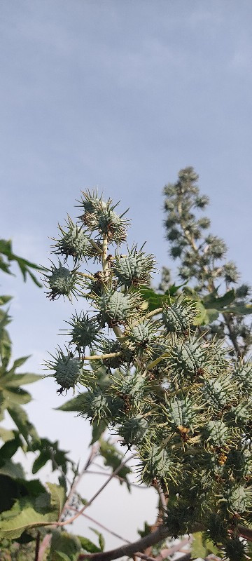 ફાર્મ હાઉસમાં દેખ રેખ માટે.