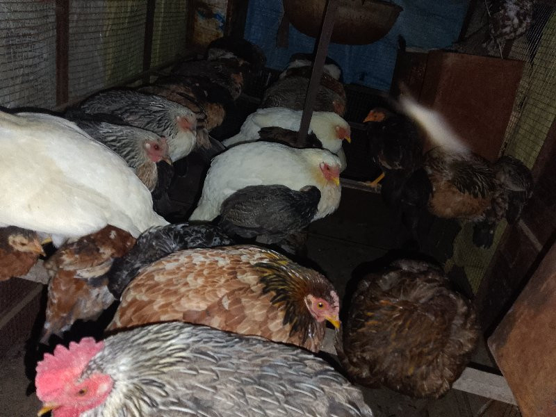 थंबनेल 2