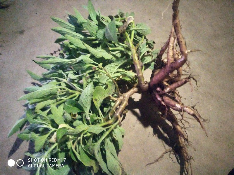 ગરમેલ વેચવાની છે