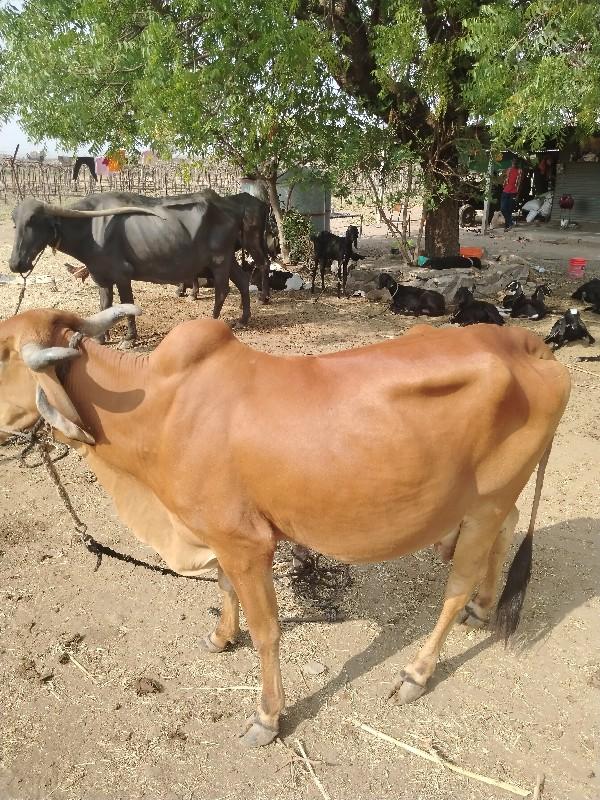 थंबनेल 3