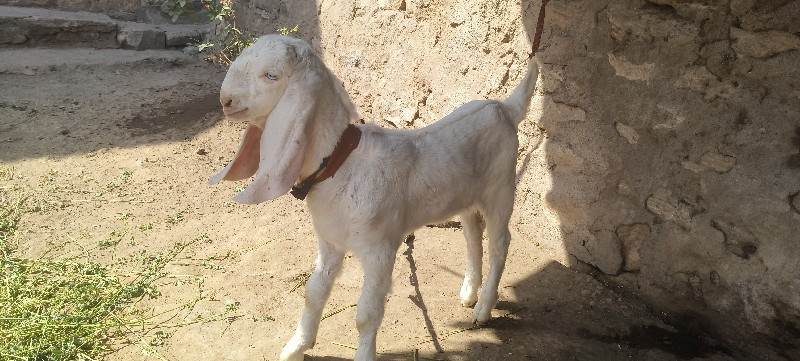 થંબનેલ 3