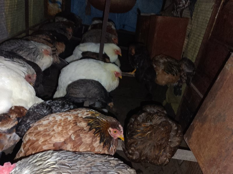 kombi andi vikne ahe