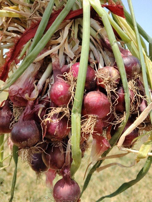 થંબનેલ 3