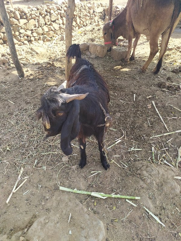 થંબનેલ 2