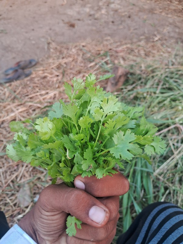 થંબનેલ 3