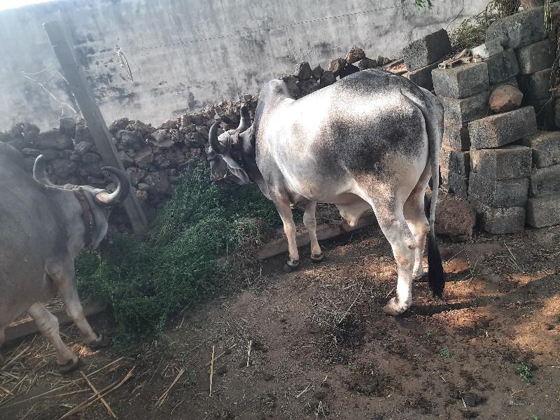 બળદ વેચવા ના છે