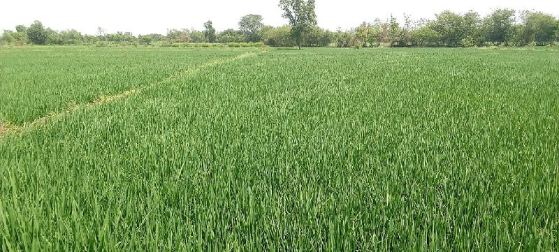 જમીન વેચવાની છે