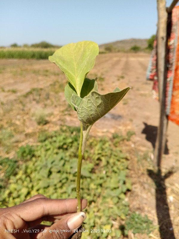 રીંગણી નો રોપ વેચવાનો છે