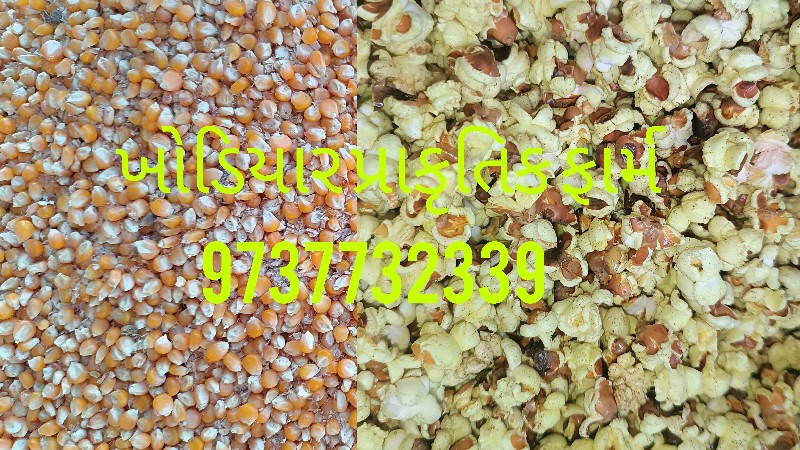 ધાણી ની મકાઈ