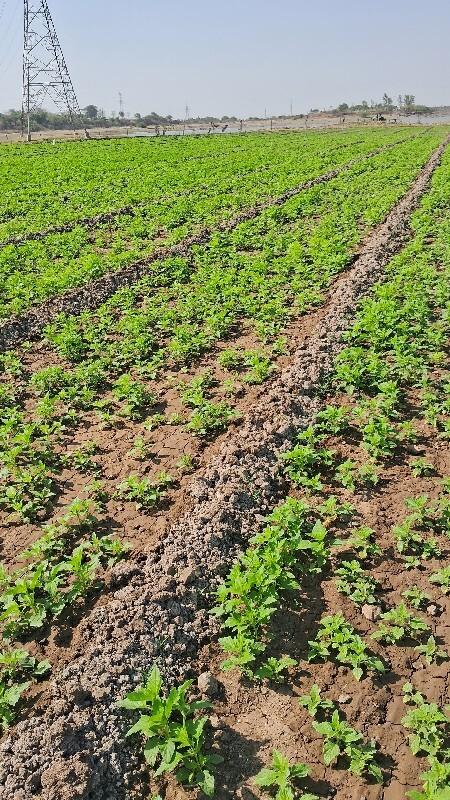 જમીન વાવવા દેવાની સે