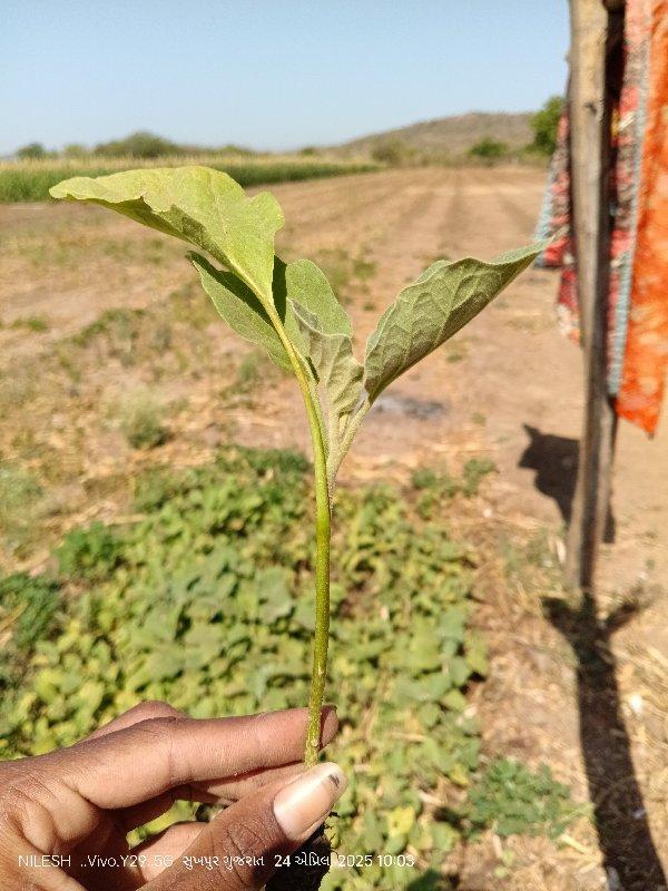 થંબનેલ 2