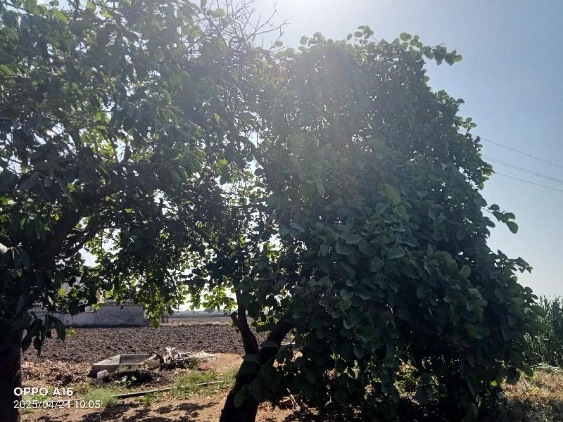 ગુંદા વેચવાના છે બે ઝાડ છે