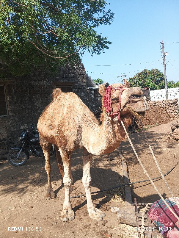 ઊંટ વેચવાનો છે