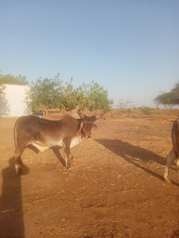 થંબનેલ 3