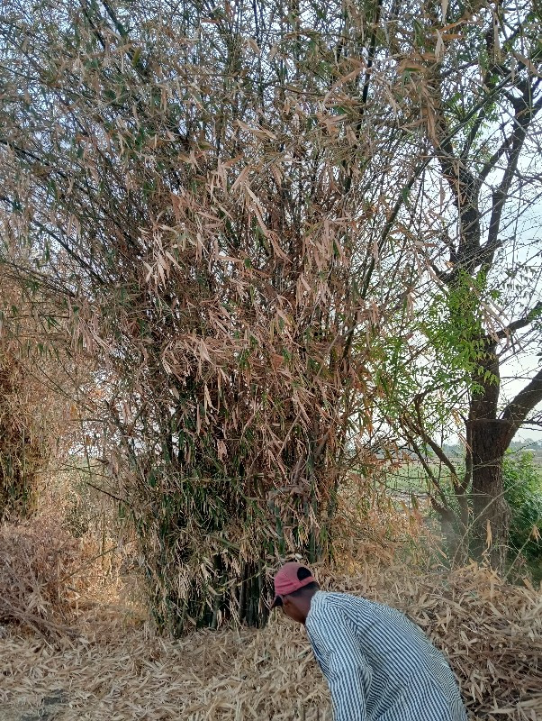 थंबनेल 2