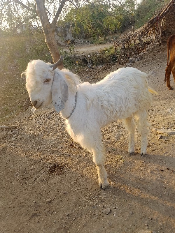 RaviBariya 9313030810