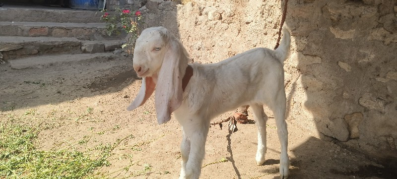 થંબનેલ 2