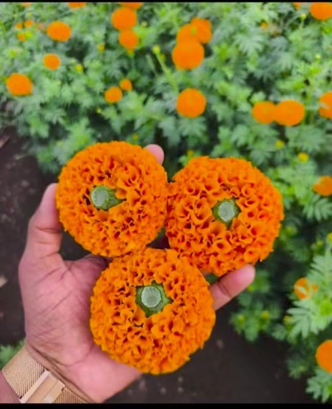 ફુલ ના રોપ