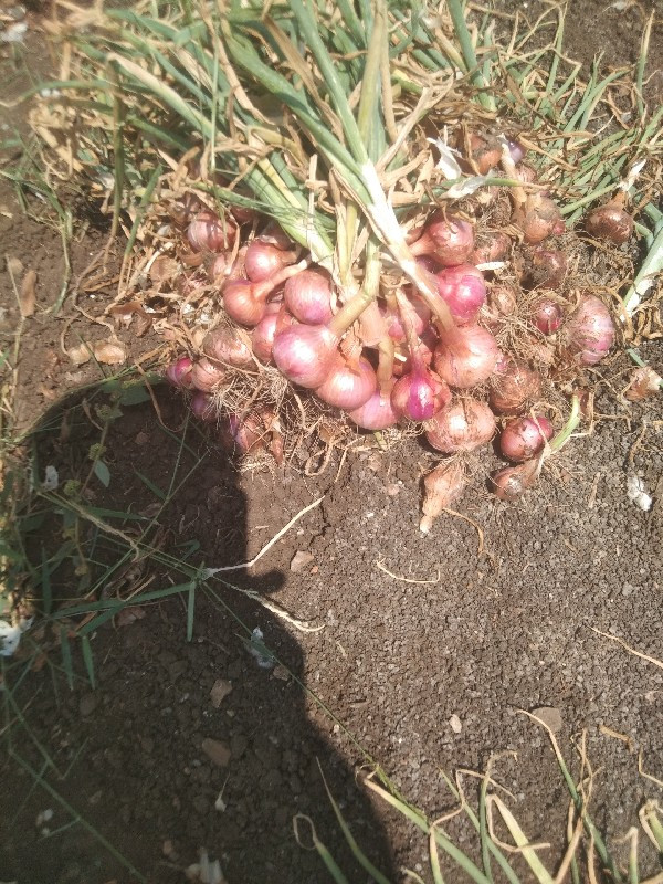 પેલી પતિ ડુંગળી વેચવાની છે