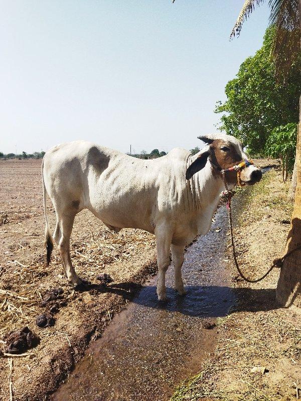 थंबनेल 3