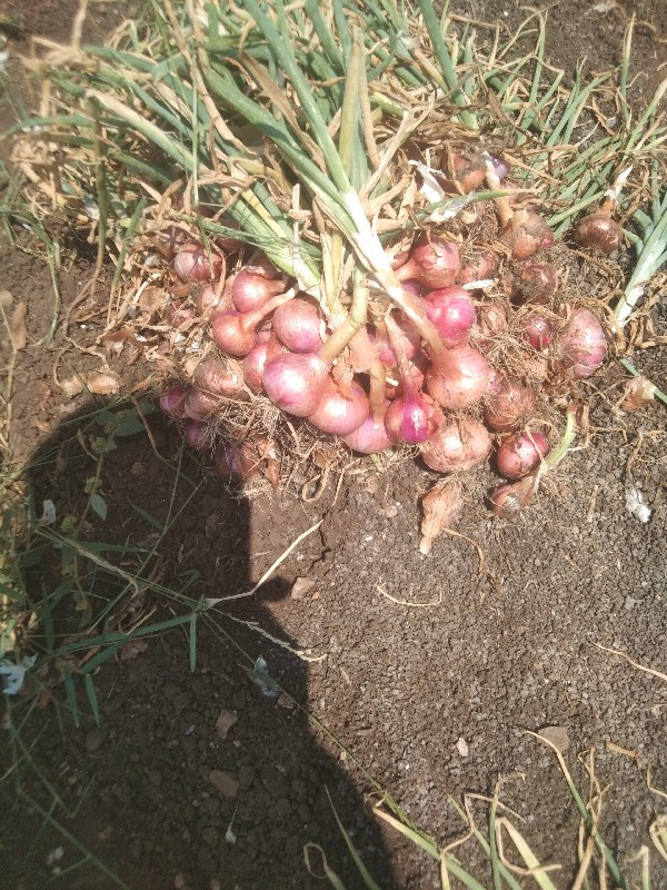 थंबनेल 3