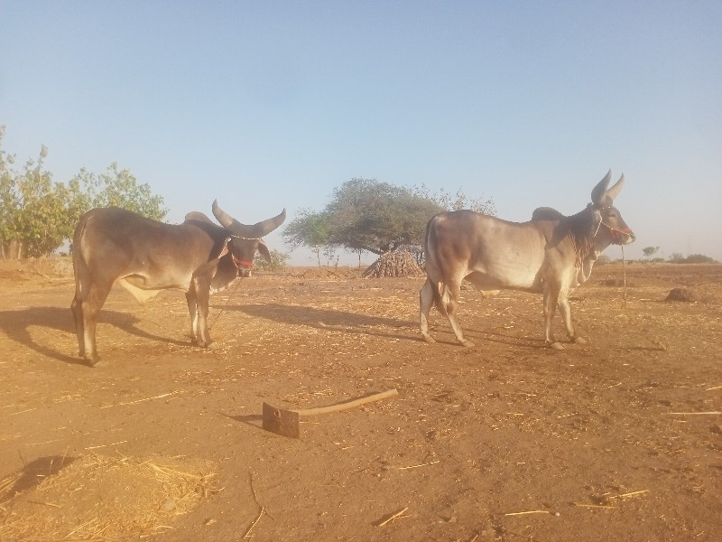 થંબનેલ 2