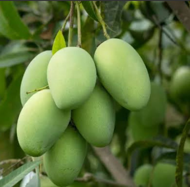 કેસર કેરી