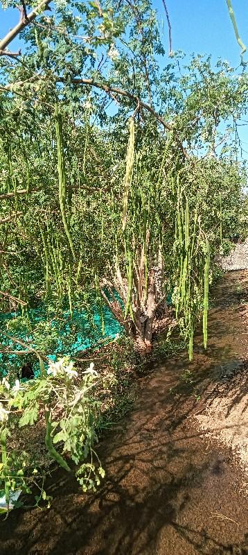 સરઘવાનુબીજ