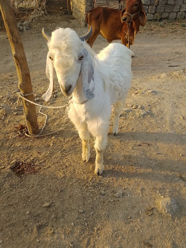 थंबनेल 3