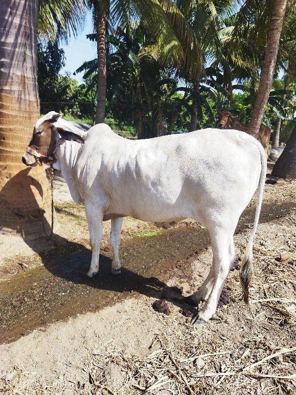 બળદ વેચવાનો છે