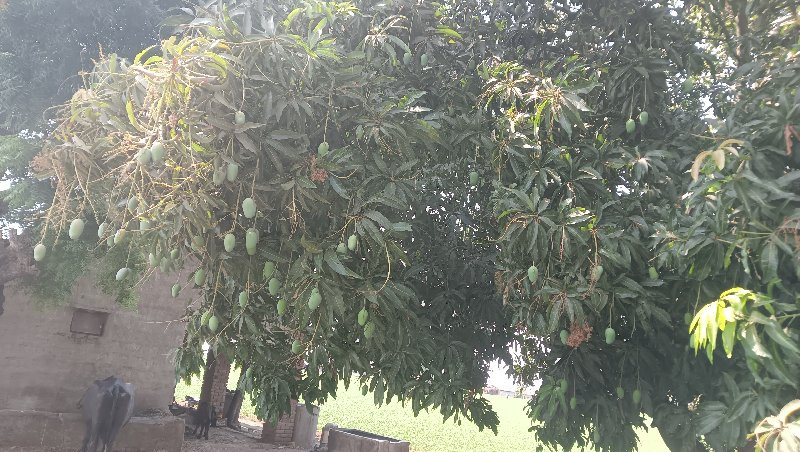 થંબનેલ 3