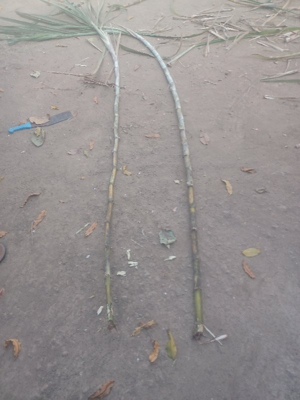 શેરડી લેવા માટે ફોન કર